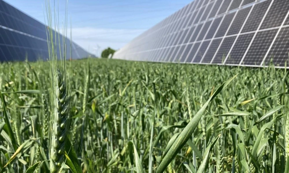 2023: Wintergetreide am Sonnenfeld Bruck/Leitha 2023: Wintergetreide am Sonnenfeld Bruck/Leitha