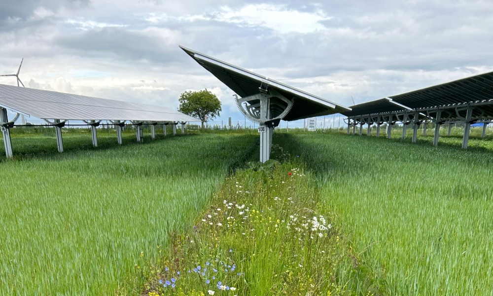 EWS Sonnenfeld Blühstreifen