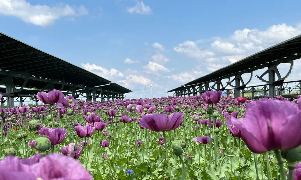 Mohnblüte am EWS Sonnenfeld Bruck/Leitha Mohnblüte am EWS Sonnenfeld Bruck/Leitha