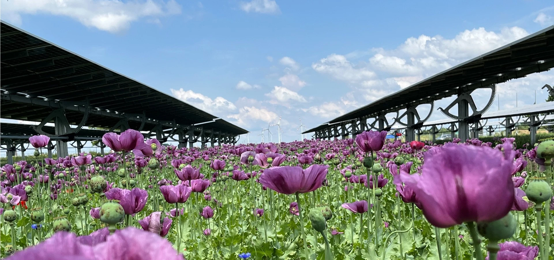 Mohnblüte am EWS Sonnenfeld Bruck/Leitha Mohnblüte am EWS Sonnenfeld Bruck/Leitha