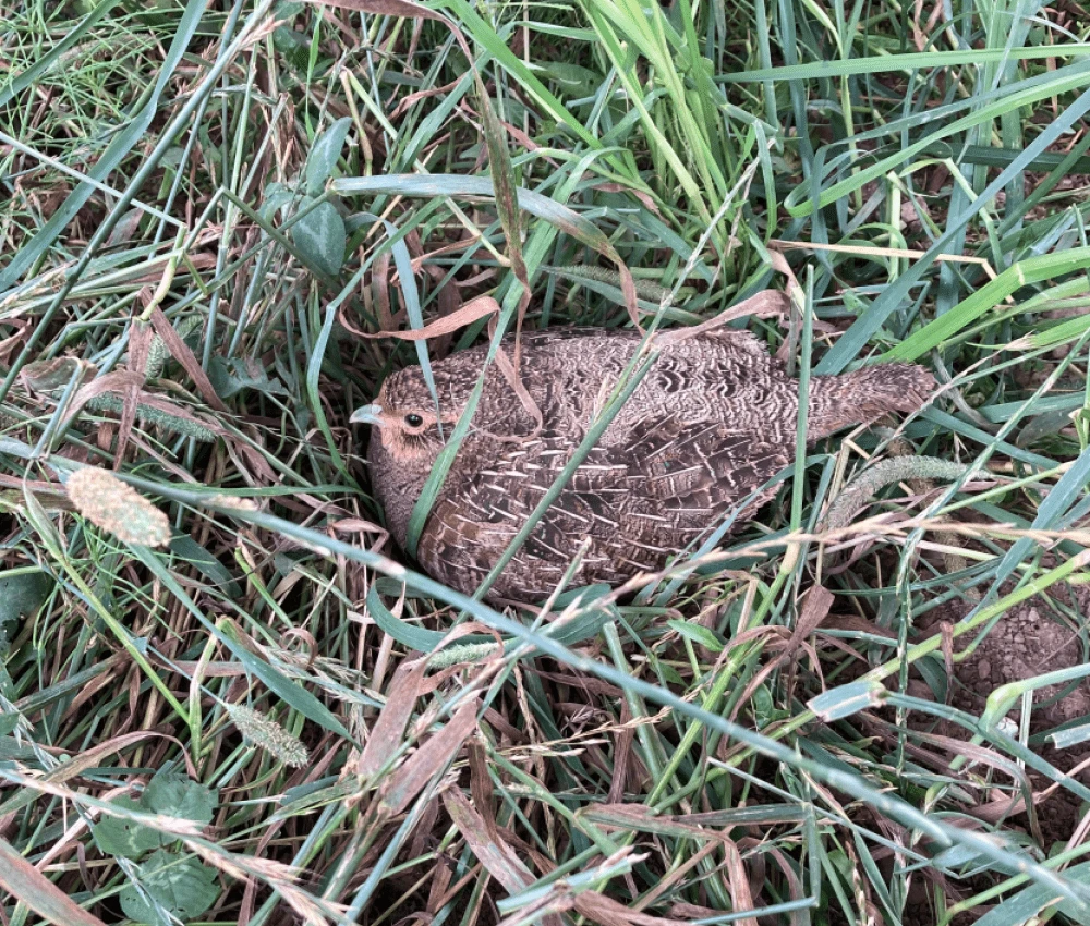 Rebhuhn im Schutz der PV-Paneele