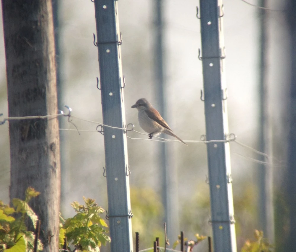 Ornithologische Erhebungen Ornithologische Erhebungen