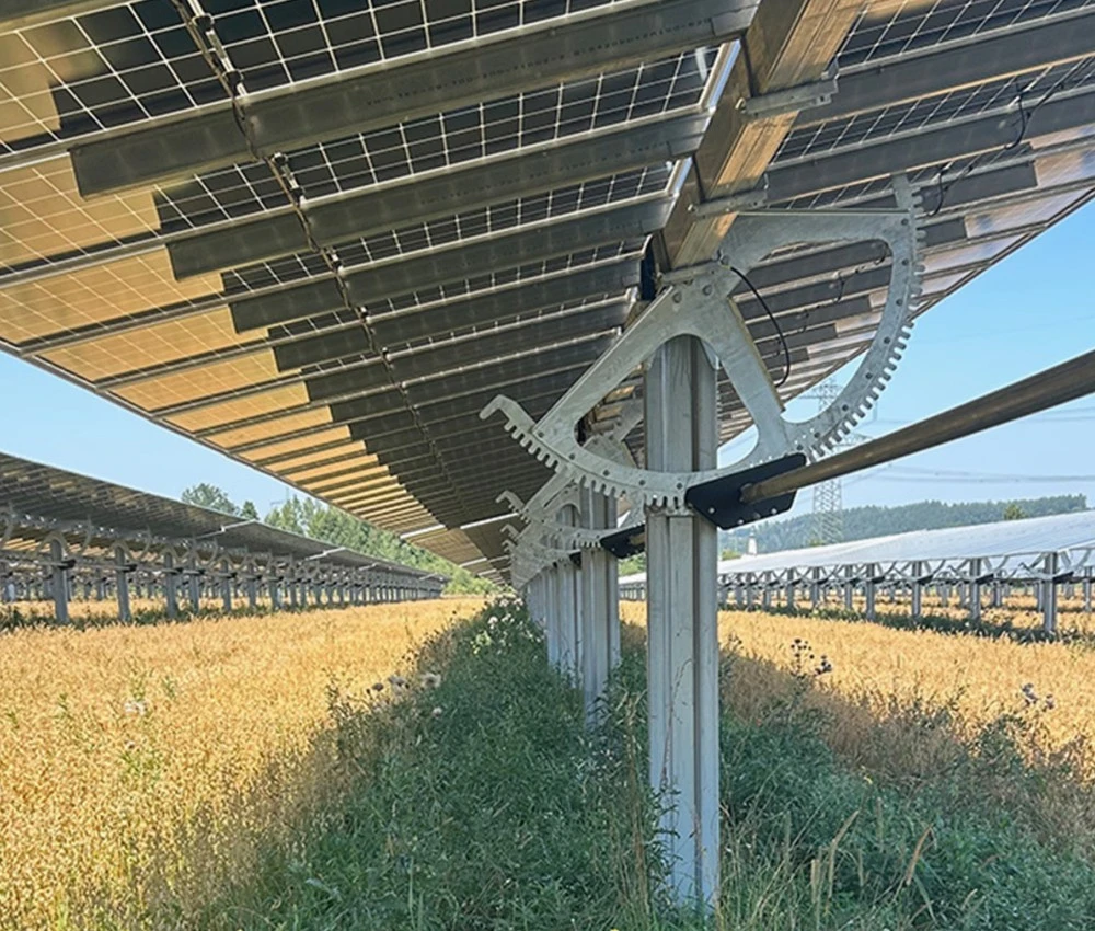 Blühstreifen unter den PV-Modulen steigern die Biodiversität Blühstreifen unter den PV-Modulen steigern die Biodiversität